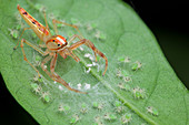 Jumping spider and babies