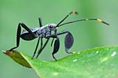 Leaf-footed squash bug