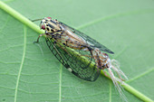 Net-winged planthopper moulting