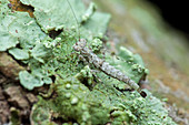 Bark mantis nymph camouflage