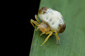 Bird dung spider