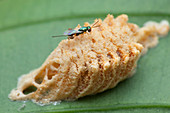 Parasitic wasp on mantis eggs