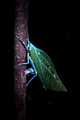 Katydid laying eggs,UV light