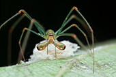 Long-jawed orb weaver and eggs