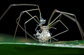 Daddy long-legs spider with spiderlings