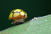 Ladybird moulting
