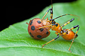 Assassin bug nymph eating ladybird