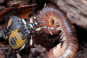 Assassin bug eating millipede