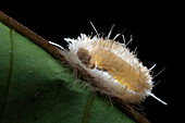 Parasitic wasp on cocoon