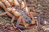 Bark scorpion with young
