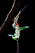 Katydid moulting