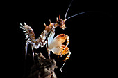 Mantis nymph