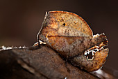 Dead leaf grasshopper nymph