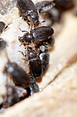 Dermestes maculatus beetles