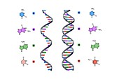 Structure of RNA and DNA,illustration