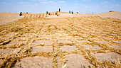 Desertification prevention,China