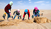 Desertification prevention,China