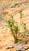 Desertification prevention,China