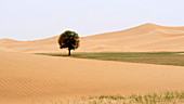 Great Green Wall,China