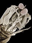 Mantis shrimp head,SEM