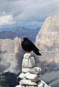 Alpine chough