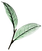 Tea (Camellia sinensis) leaves,X-ray
