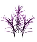 Rosemary,X-ray