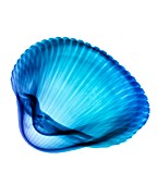 Bivalve sea shell,X-ray