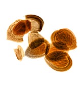 Almonds,X-ray