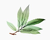 Sweet chestnut (Castanea sativa) leaves