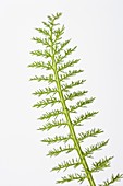 Yarrow (Achillea millefolium) leaves