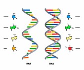 Structure of RNA and DNA,illustration