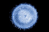 Radiolarian protozoan,light micrograph
