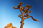 Joshua tree (Yucca brevifolia)