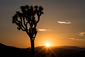 Joshua tree (Yucca brevifolia) at sunset