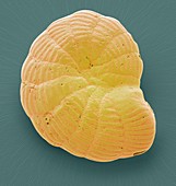 Foraminiferan microfossil,SEM