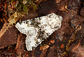Broad-barred white moth