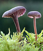 Amethyst deceiver