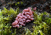 Purple jellydisc fungus