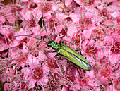 Swollen-thighed beetle