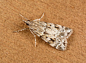 Base-lined grey moth