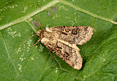 Heart and club moth