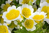 Douglas' meadowfoam flowers