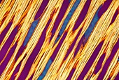 Mature willow wood,light micrograph