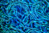 Nostoc cyanobacteria,light micrograph