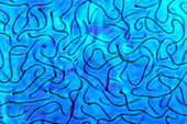Nostoc cyanobacteria,light micrograph