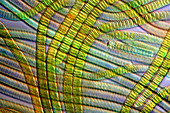 Oscillatoria cyanobacteria,micrograph
