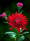Chrysanthemum 'Red Mist'