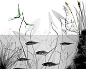 Freshwater pond fish and plants,X-ray