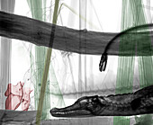 Caiman and python,coloured X-ray